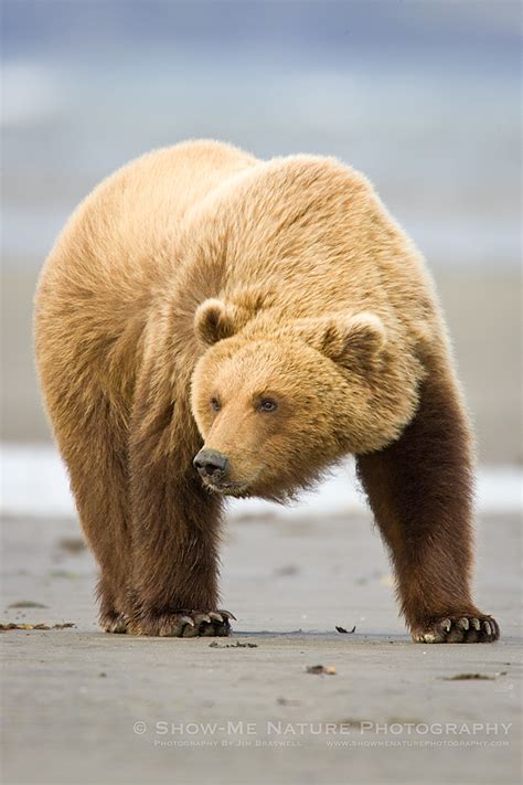 Bears On The Beach Show Me Nature Photography
