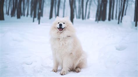 White Samoyed Dog In Winter Stock Footage Sbv 311306019 Storyblocks