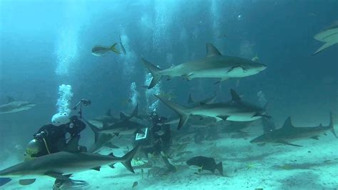 Scuba Diving With Sharks In The Bahamas Youtube