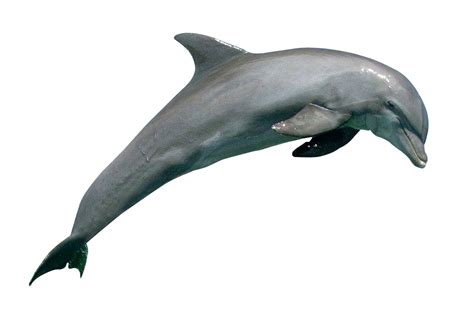 Dolphin Hd Png Transparent Dolphin Hdpng Images Pluspng