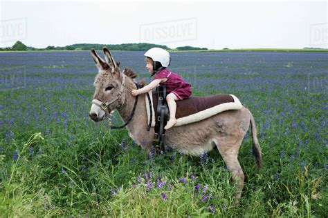 Girl Wearing Helmet Riding Donkey In Rural Field With Flowers Stock