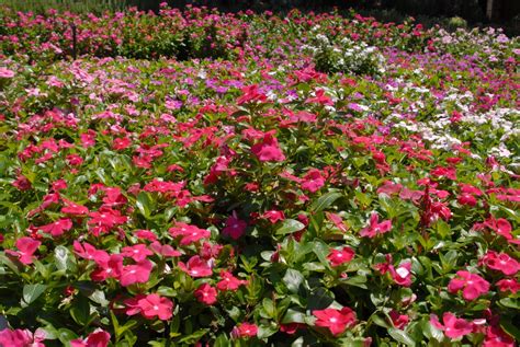 Catharanthus Roseus Annual Vinca Madagascar Periwinkle Periwinkle