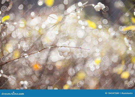 White Snowberries On The Shrubs Stock Photo Image Of Natural