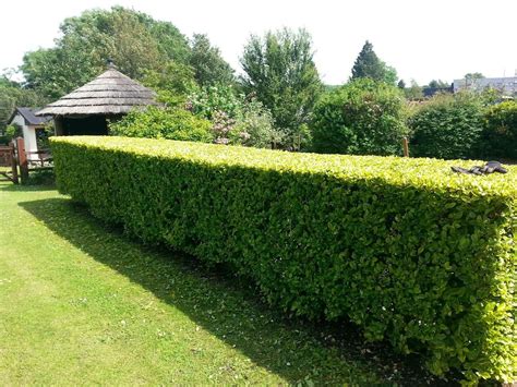 Hedges Privacy Landscaping Hedges Privacy Hedge