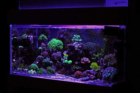 40 Gallon Breeder Tank Cost Wese Aquarium Fish