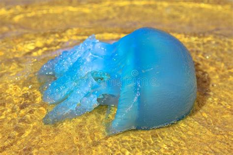 Australian Blue Jellyfish Stock Photo Image Of Queensland 172491698