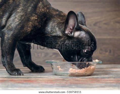 Dog Eating Dog Food Bowl On Stock Photo 518758111 Shutterstock