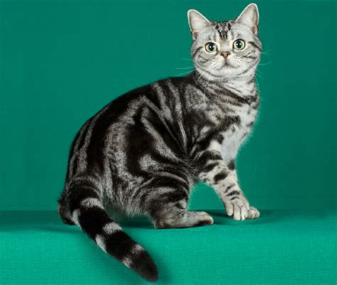 Hewan ini merupakan hasil persilangan yang dilakukan antara kucing asian leopard dengan kucing american shorthair. Female PET: Gato American Shorthair: A raça de gato da ...