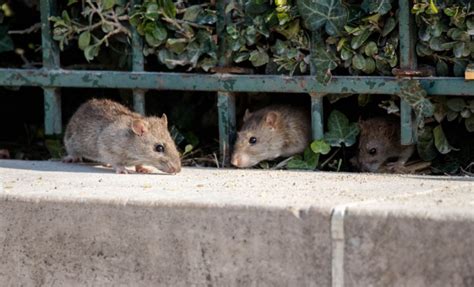 solutions pour se débarrasser des rats dans la maison Berry d Or