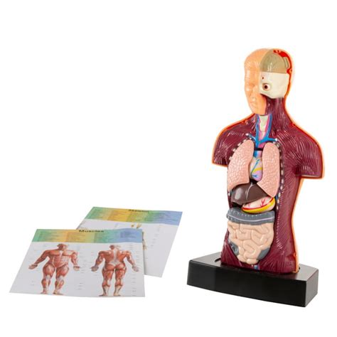 Anatomy Model Human Body Torso With Removable Organs By Hey Play
