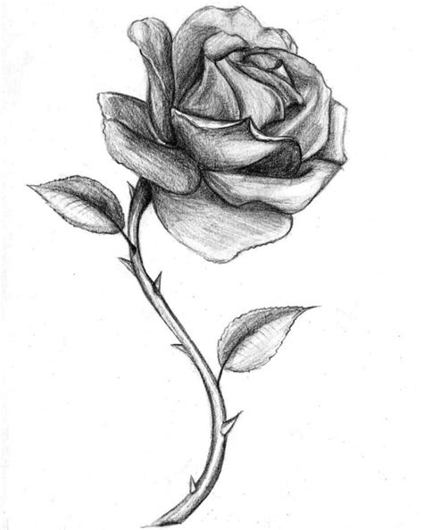 Sketsa Gambar Bunga Mawar Yang Mudah Contoh Sketsa Gambar
