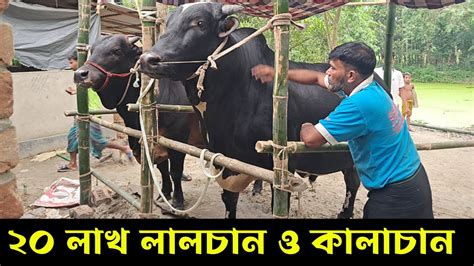 ২০২৩ সালের কোরবানির সেরা গরু ৫০ মণের লালচান কালাচান। Youtube