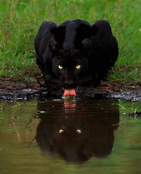 Black Panther Animals Animals Beautiful Cute Animals