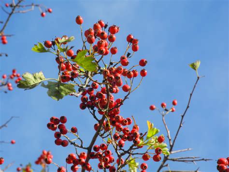 Free Images Tree Nature Branch Blossom Sky Fruit Berry Leaf