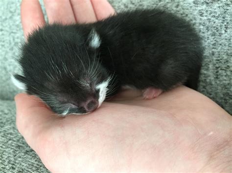 Newborn Kitten Born The Morning This Picture Was Taken Rcats