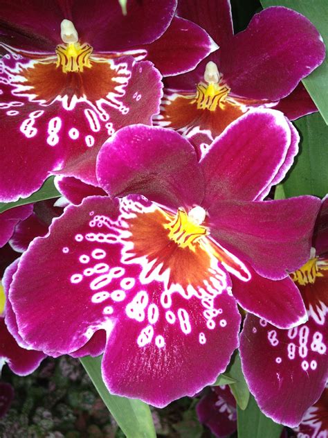 Magenta Orchid Orquídeas Plantas Cores