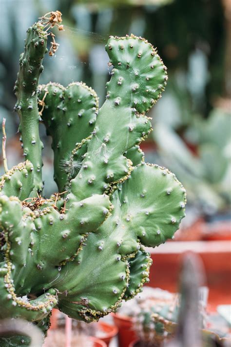 Click on image to view plant details. SEPTEMBER BOTANICAL PICK ME UP - CRAZY FOR CACTI - Lobster ...