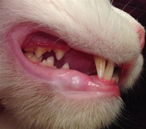 Gingivitis In Cats What Should You Know About It Cat Lovers