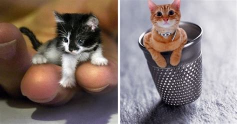 10 Smallest Cats In The World