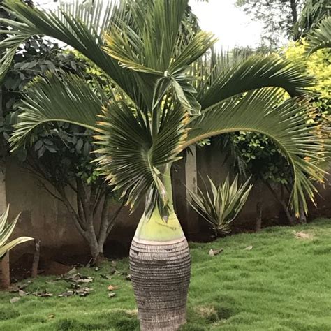 Roystonea Regia Royal Palm Cuban Royal Palm Green Catalog