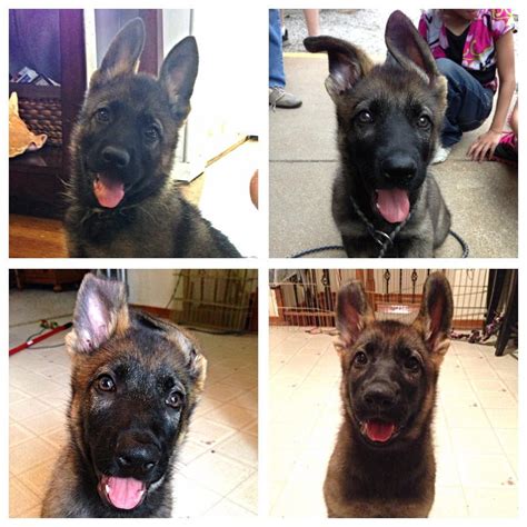A forum community dedicated to all german shepherd owners and enthusiasts. The stages of German Shepherd puppy ears!😍🐰 - The German ...