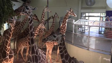 Giraffes In Cheyenne Mountain Zoo Youtube