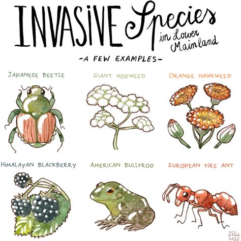 Invasive Species In Lower Mainland Zelies Blog