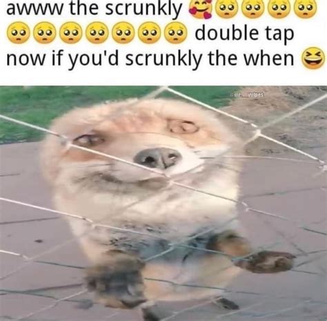 Awww The Scrunkly Double E Tap Now If You D Scrunkly The When IFunny