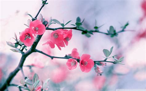Hd Wallpaper Nature Spring Posted By Christopher Thompson
