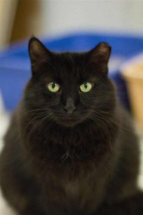 Black cat appreciation day overcome your fears and while sharing your new found love for those black cats you see around the neighborhood. Cats for Adoption | Petfinder | Cat adoption, Fluffy black ...