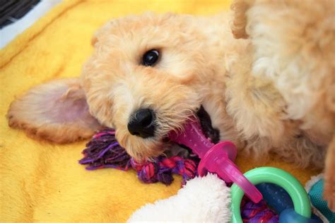 Parti poodle poodle puppy apricot poodle red poodle standard poodle. Standard Poodle Puppies For Sale | Lansing, MI #307968