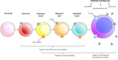 B Cell Lineage And Potential B Cell Directed Therapeutic Targets B