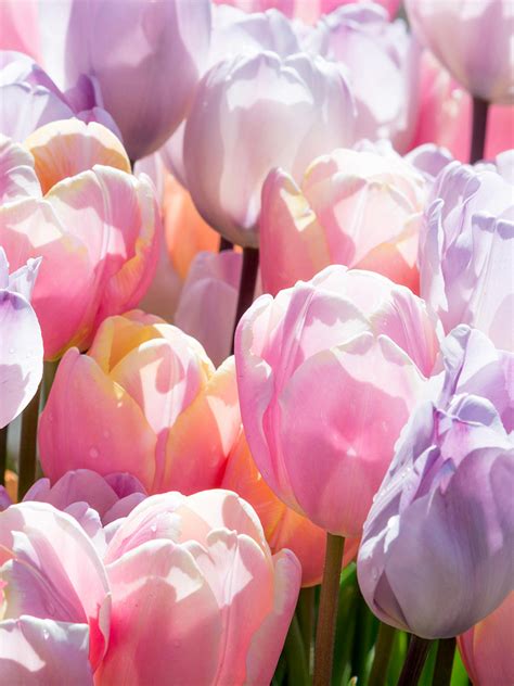 Tulip Perfect Pastel Collection Top Quality Tulips Dutchgrown