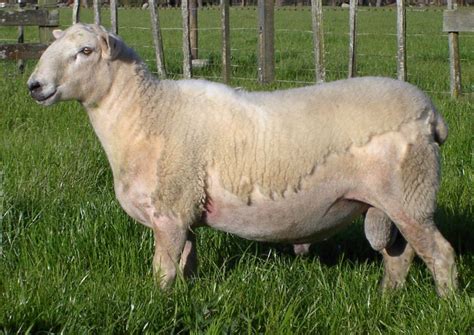 Wiltshire Sheep Morrison Farming