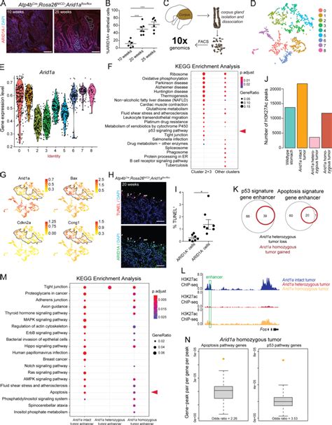 Single Cell Analysis Of Arid1a Knockout Gastric Adenoma Epithelium A