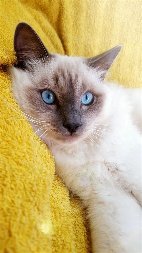 131 Best 52 Ragdoll Birman And Siamese Cats Images On Pinterest Kitty