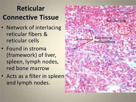 Reticular Connective Tissue Under Microscope Labeled Micropedia