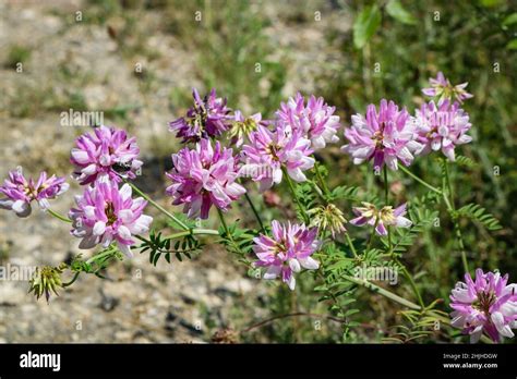 Pink Flower Purple Crown Vetch Securigera Varia Stock Photo Alamy