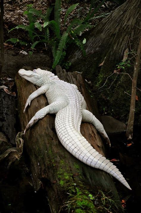 15 Of The Coolest And Cutest Looking Albino Animals