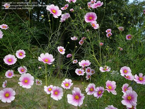 Plantfiles Pictures Common Cosmos Mexican Aster Summer Dreams