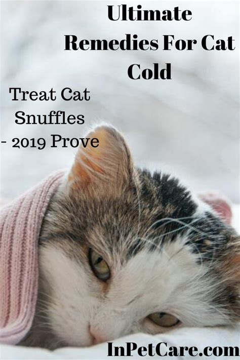 Ultimate Remedies For Cat Cold Cat Cold Cat Medicine Senior Cat Care