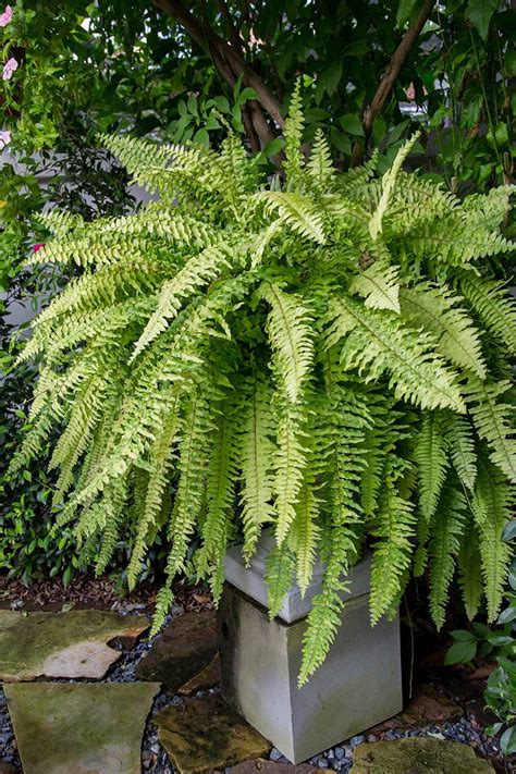 Boston Fern Care Guide Grow This Easy Care Houseplant