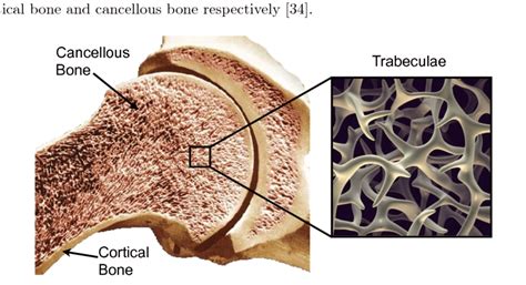 4 Cortical And Cancellous Bone Adapted From 41 And 42 Download