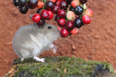 A Campbell Dwarf Hamster Eating Currant Tree Fruit Stock Photo Image