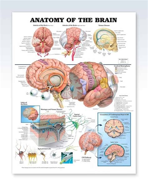 Anatomy Of The Heart Exam Room Posters Clinicalposter