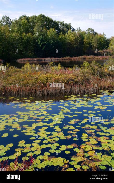Wetland Are Hi Res Stock Photography And Images Alamy