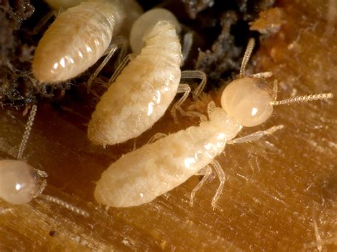 Including termite tenting & treatments for both drywood termites & subterranean termites. Viking Termite And Pest Control New Jersey, New York ...