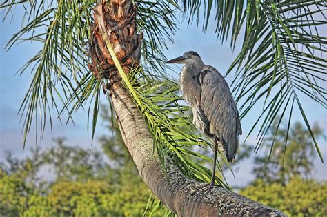 Palm Tree Heron Photograph By Hh Photography Of Florida Pixels