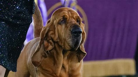 Bloodhound Wins Best In Show At Westminster Heres What To Know About