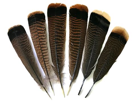 14 Lb Natural Black And Brown Wild Turkey Tail Feathers Moonlight Feather